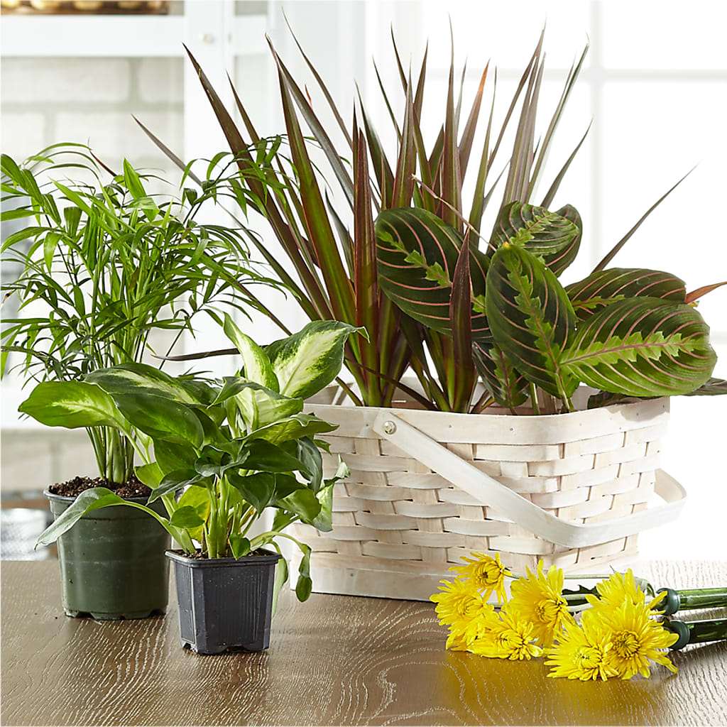 Florist Designed Blooming and Green Plants in a Basket – My Flower Market, Santa Ana CA