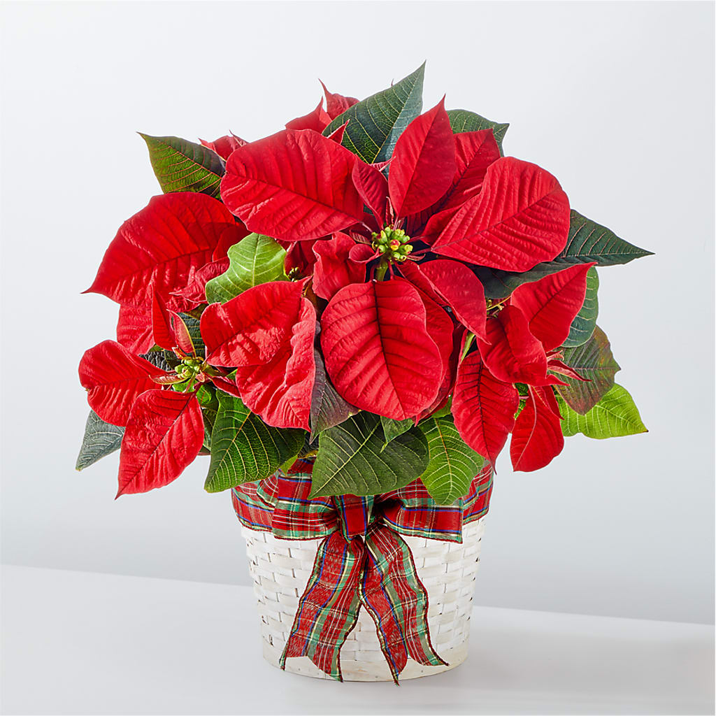 Happiest Holidays Poinsettia – My Flower Market, Santa Ana CA
