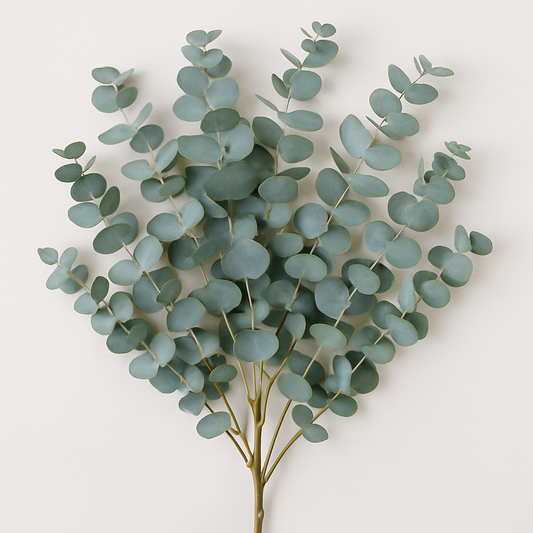 Baby Blue Eucalyptus
