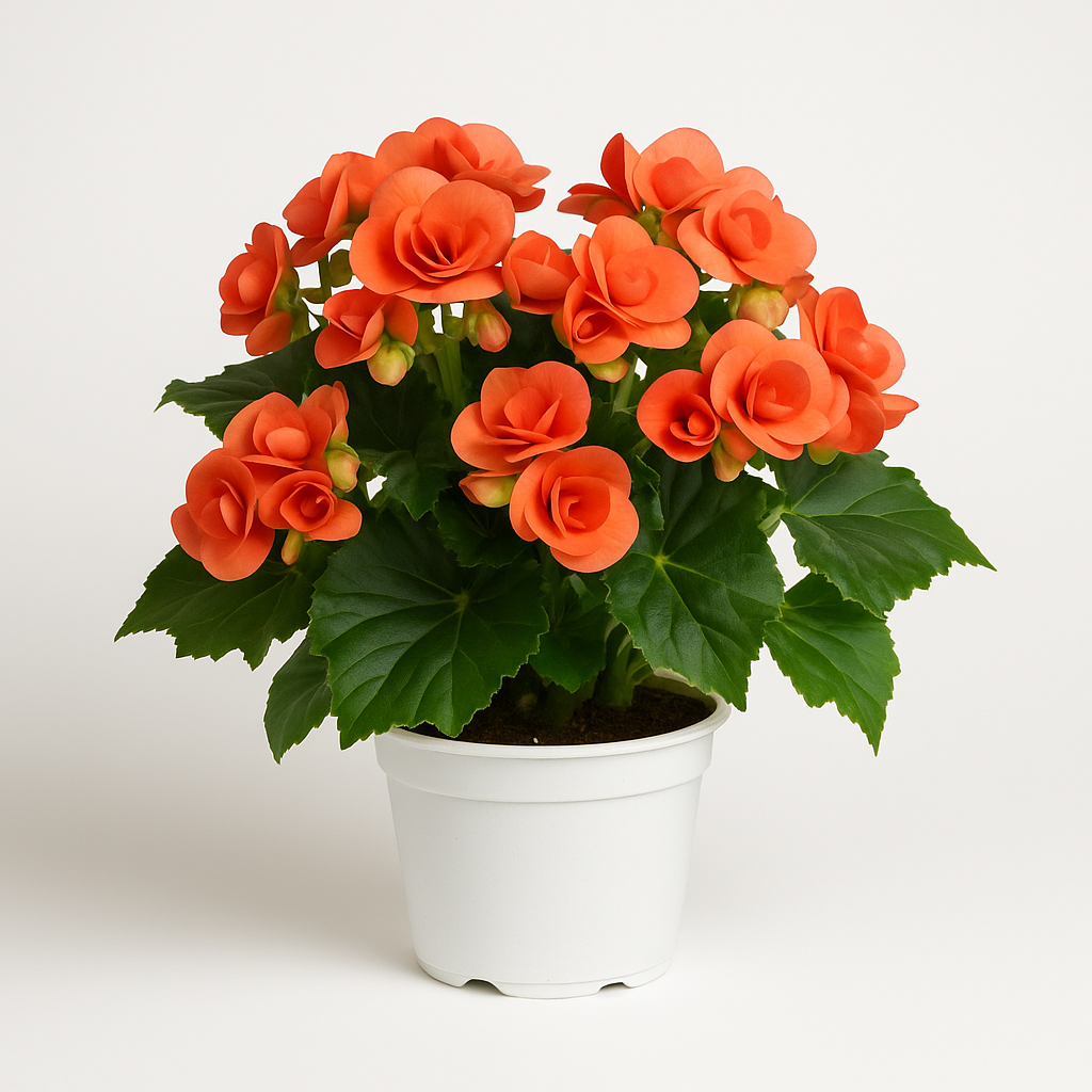 Begonia