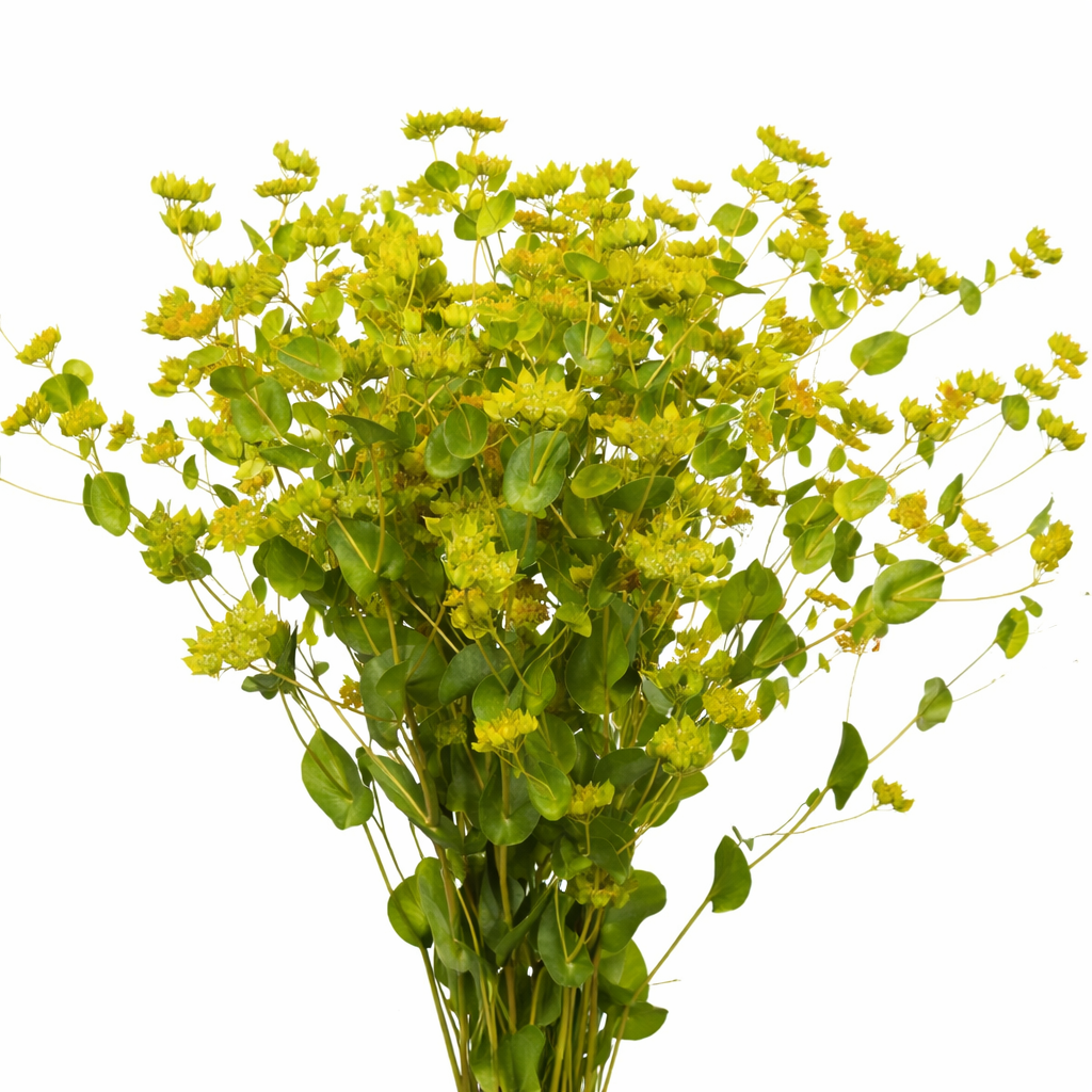 Bupleurum – My Flower Market, Santa Ana CA