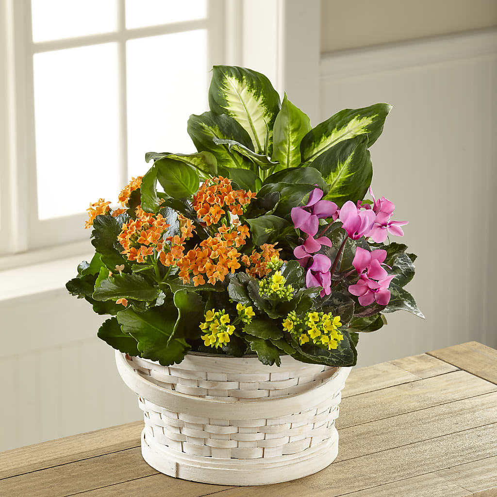 Color Crush Dishgarden – My Flower Market, Santa Ana CA
