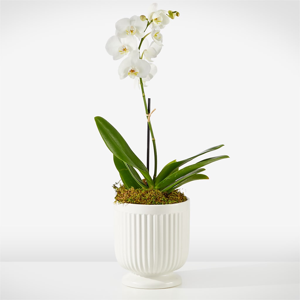 Whispering White Orchid – My Flower Market, Santa Ana CA