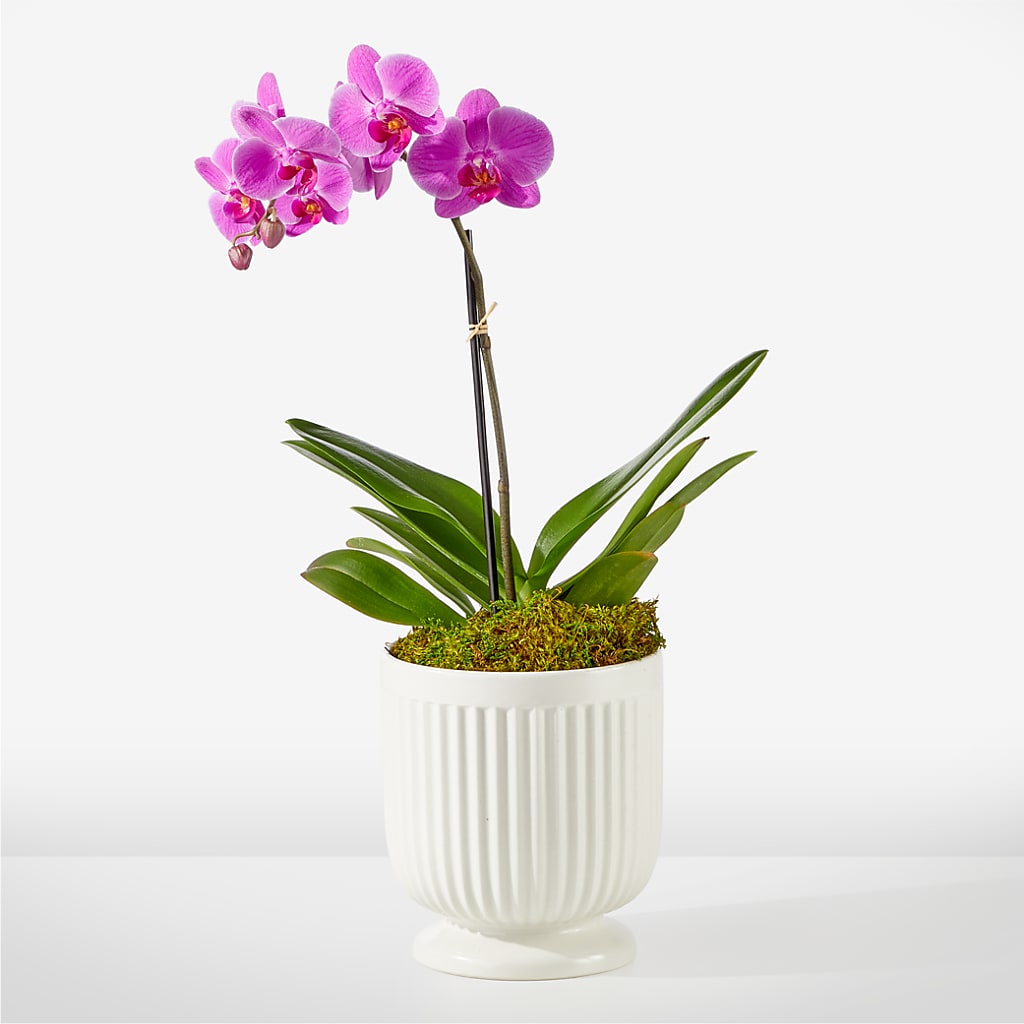 Friendly Fuchsia Orchid – My Flower Market, Santa Ana CA