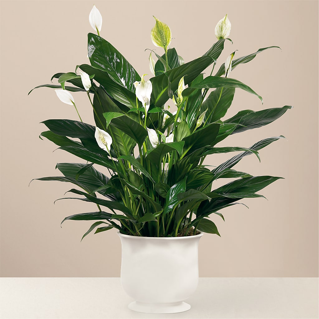 Comfort Planter – My Flower Market, Santa Ana CA