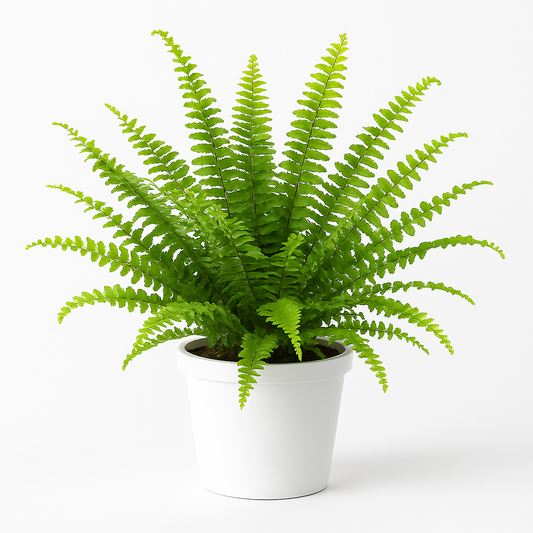 Fern