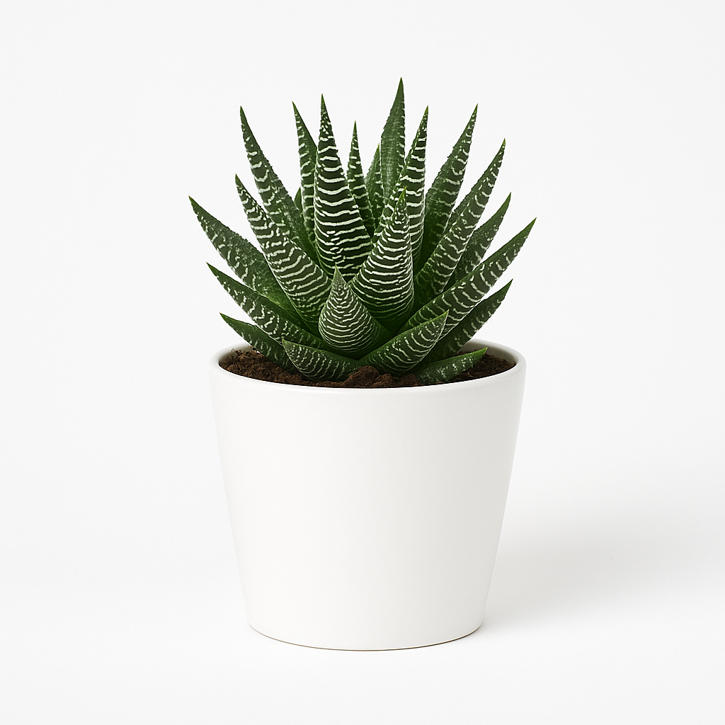 Haworthia