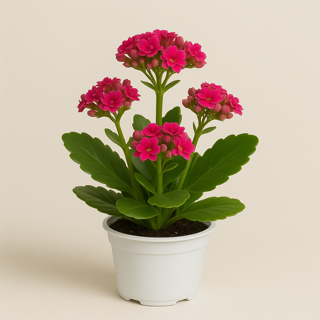 Kalanchoe Plant