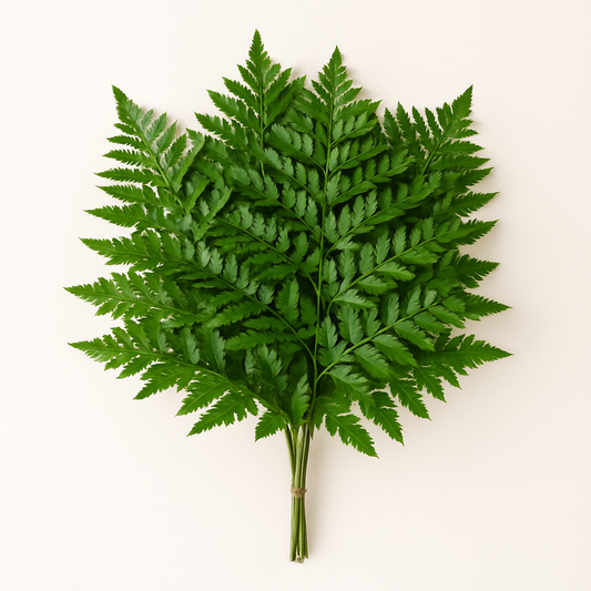 Leatherleaf Fern