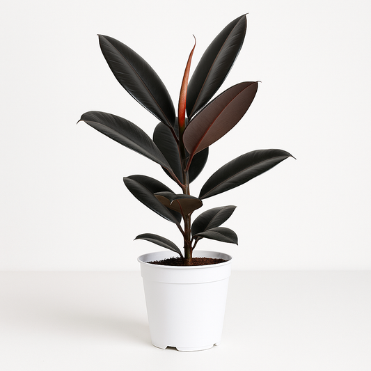 Ficus Elastica Rubber Plant