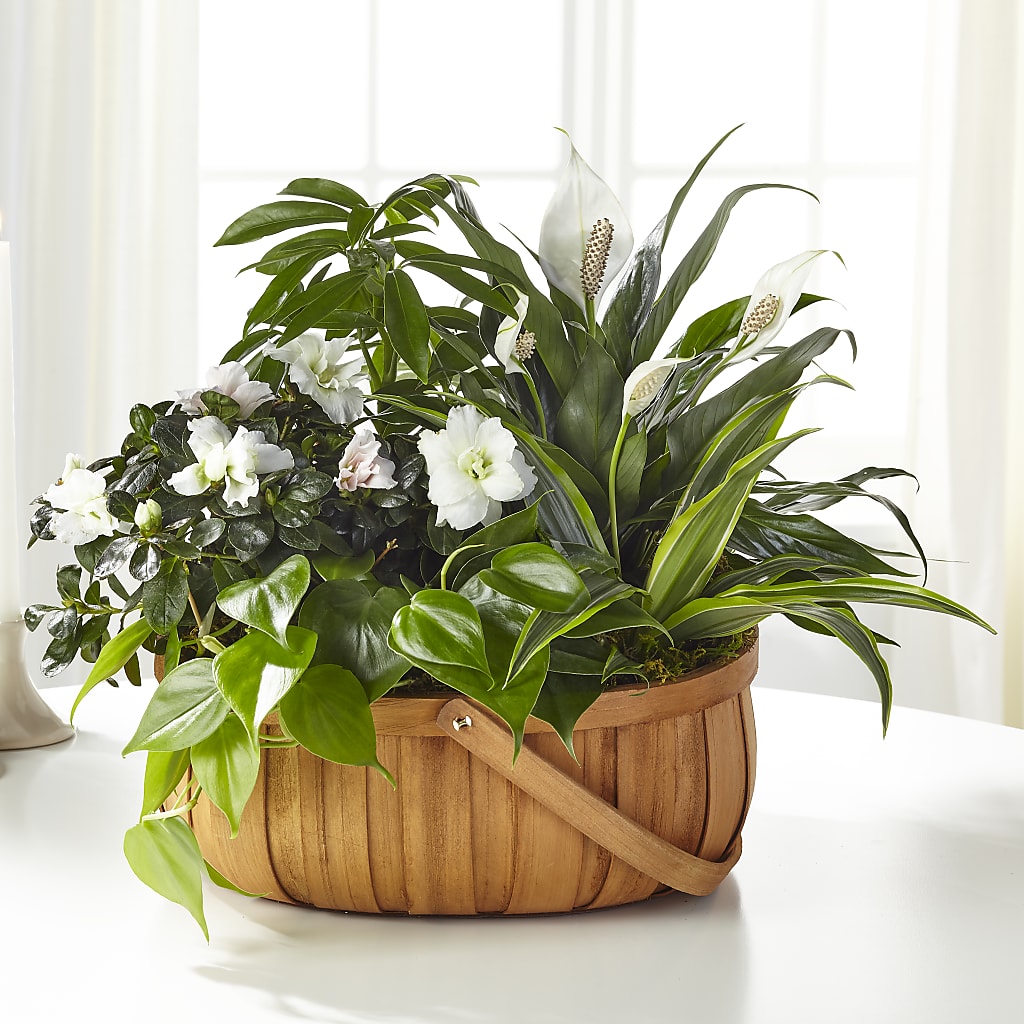 Serene Dishgarden – My Flower Market, Santa Ana CA
