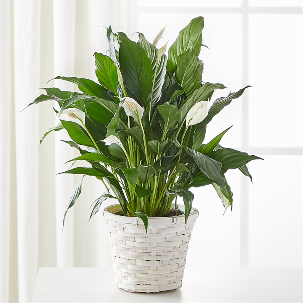 A New Leaf Peace Lily – My Flower Market, Santa Ana CA
