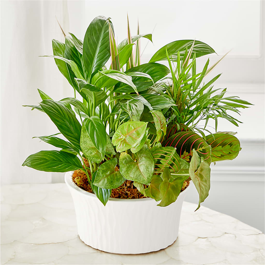 Balance & Harmony Dishgarden – My Flower Market, Santa Ana CA