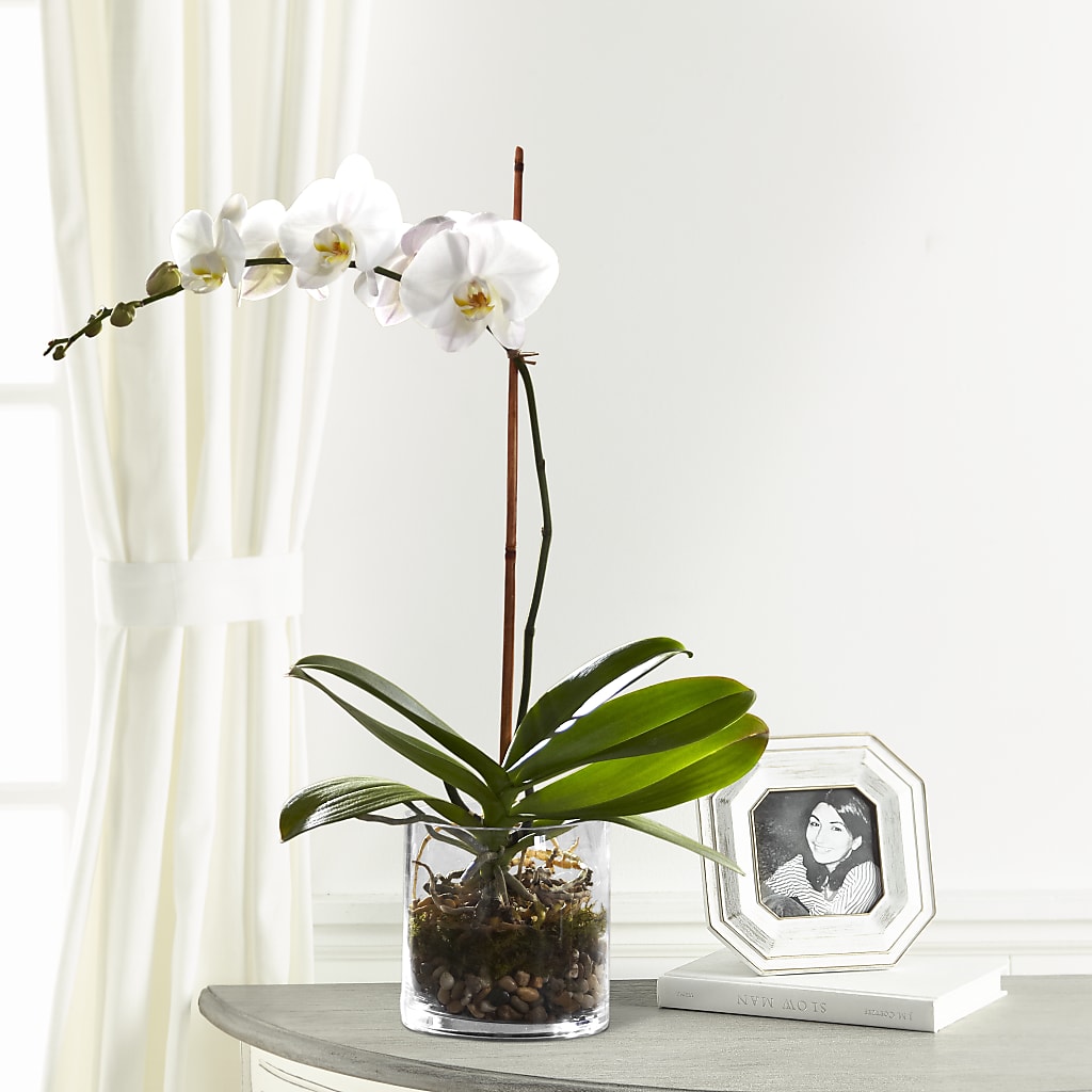 White Orchid Planter – My Flower Market, Santa Ana CA