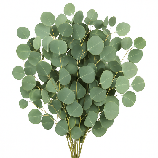 Silver Dollar Eucalyptus