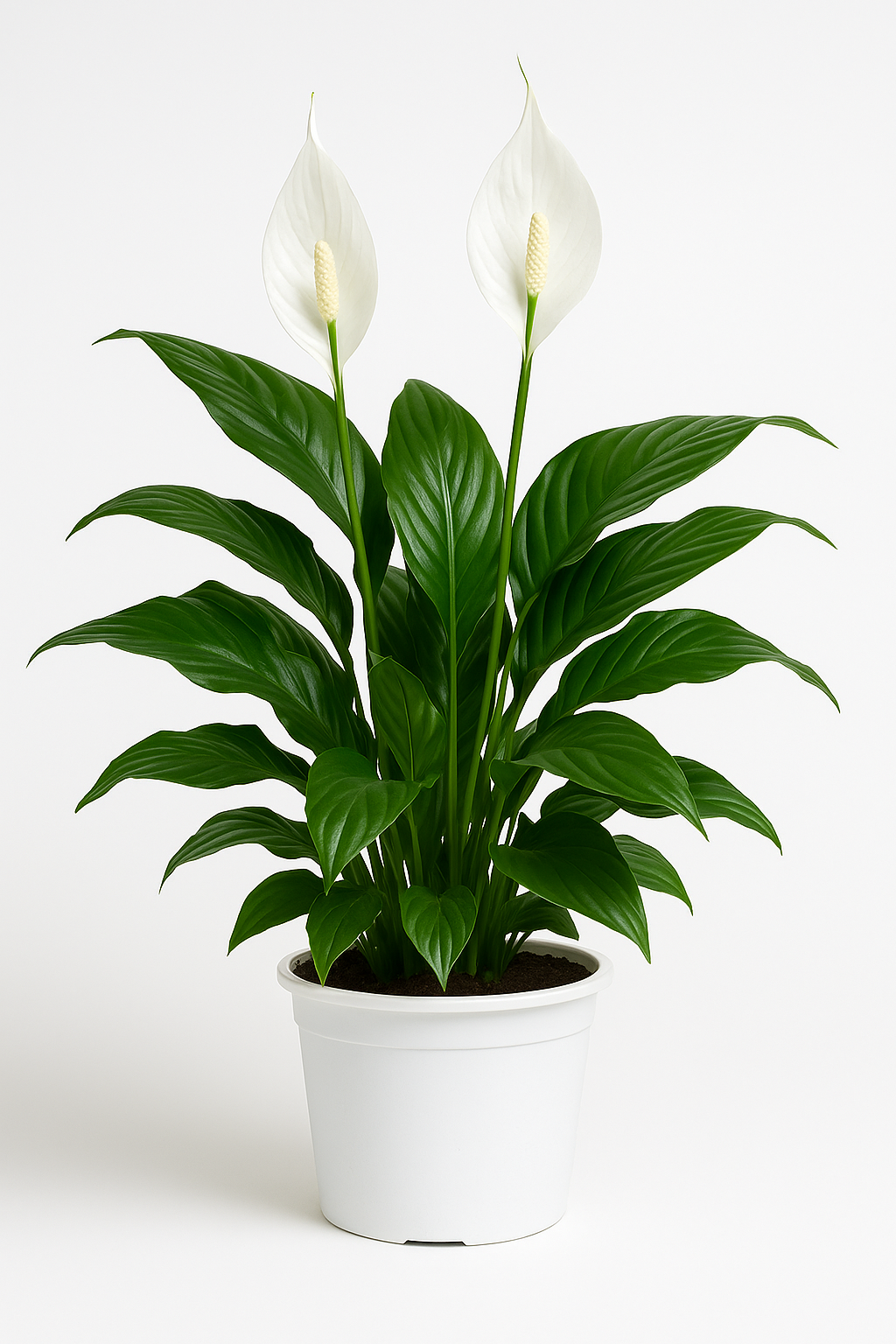 Spathiphyllum