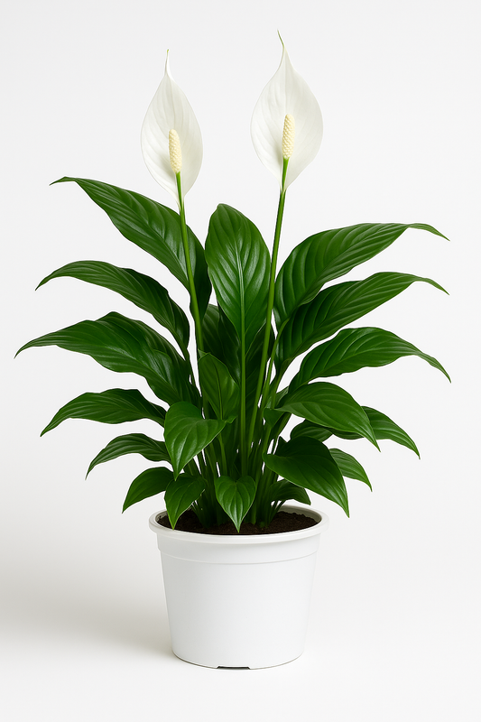 Spathiphyllum