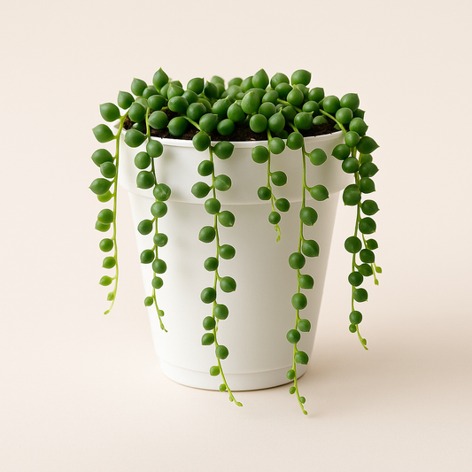 String of Pearls