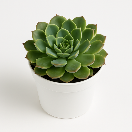 4" Succulent