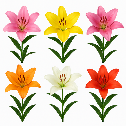 Asiatic Lily