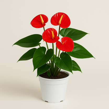 Anthurium Plant –  My Flower Market, Santa Ana CA