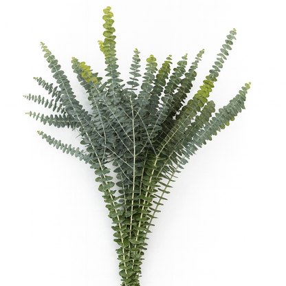 Baby Blue Eucalyptus –  My Flower Market, Santa Ana CA