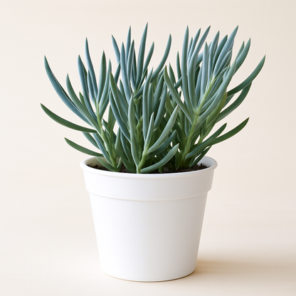 Blue Chalk Sticks –  My Flower Market, Santa Ana CA