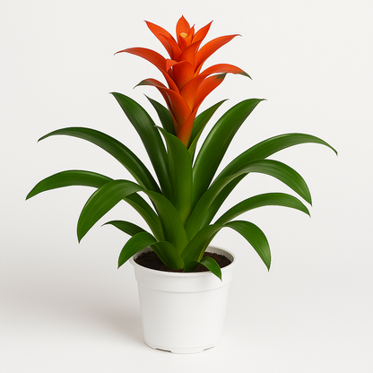 Bromeliad –  My Flower Market, Santa Ana CA