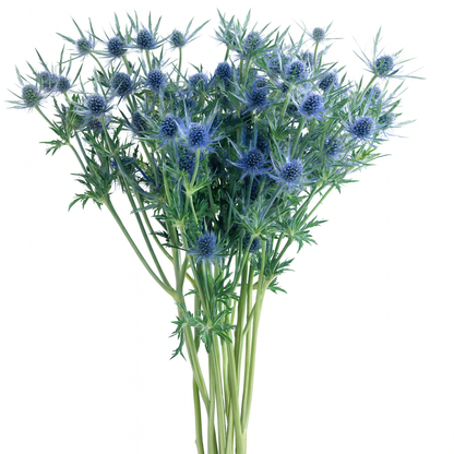 Blue Thistle (Blue Eryngium) –  My Flower Market, Santa Ana CA