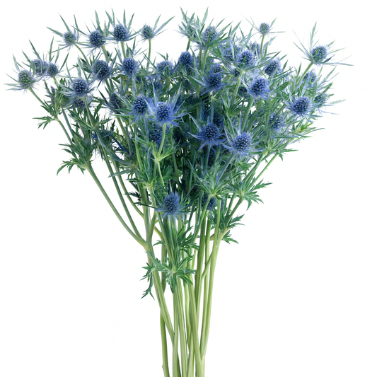 Blue Thistle (Blue Eryngium)