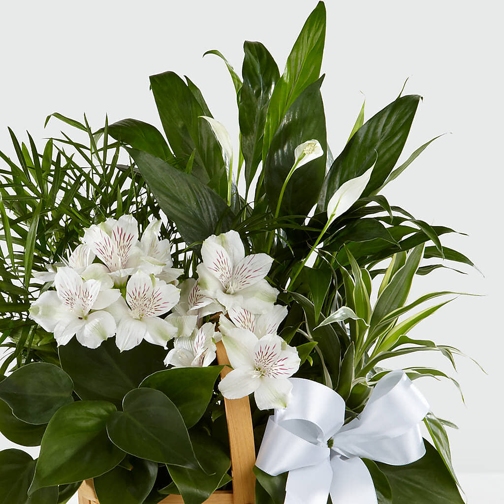 Peace & Serenity Dishgarden –  My Flower Market, Santa Ana CA