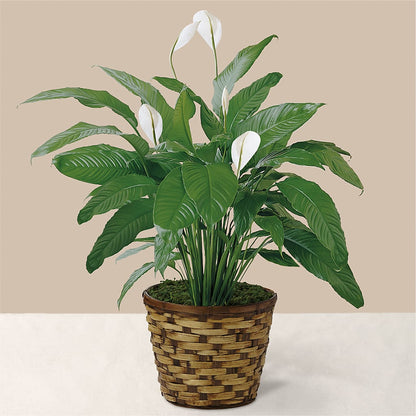 Tranquil Moments Peace Lily Plant –  My Flower Market, Santa Ana CA