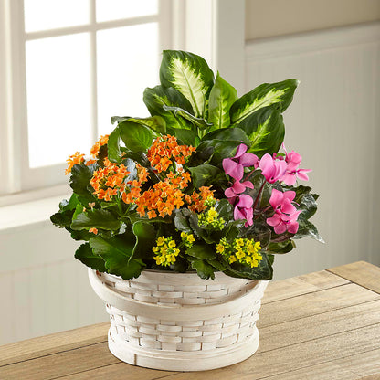 Color Crush Dishgarden –  My Flower Market, Santa Ana CA