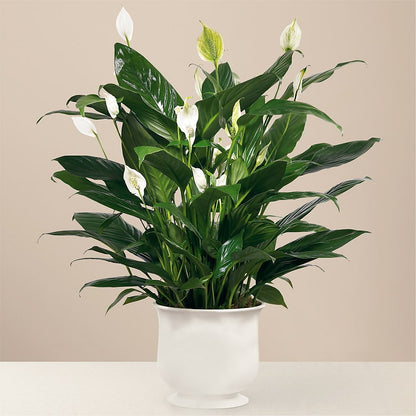 Comfort Planter –  My Flower Market, Santa Ana CA