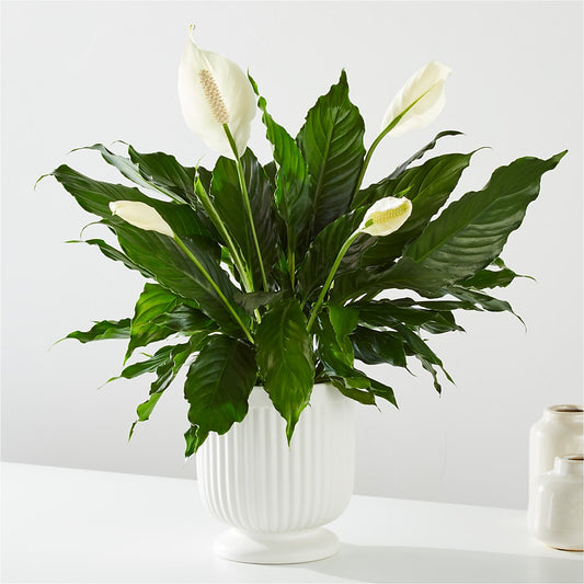 Comfort Planter –  My Flower Market, Santa Ana CA