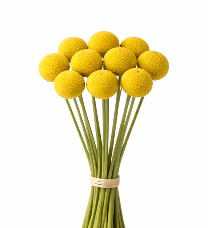 Billy Balls (Craspedia) –  My Flower Market, Santa Ana CA