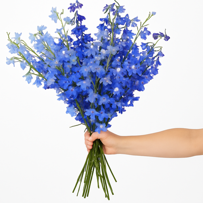 Delphinium –  My Flower Market, Santa Ana CA