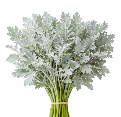 Dusty Miller –  My Flower Market, Santa Ana CA