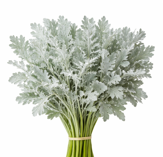 Dusty Miller