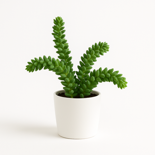 Donkey Tail