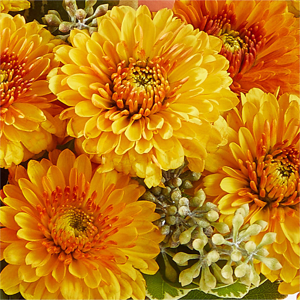 Peachy Pumpkin –  My Flower Market, Santa Ana CA