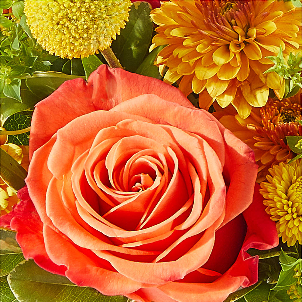 Gourdgeous Pumpkin –  My Flower Market, Santa Ana CA