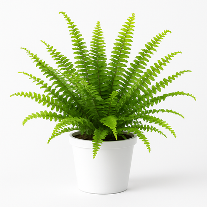 Fern –  My Flower Market, Santa Ana CA