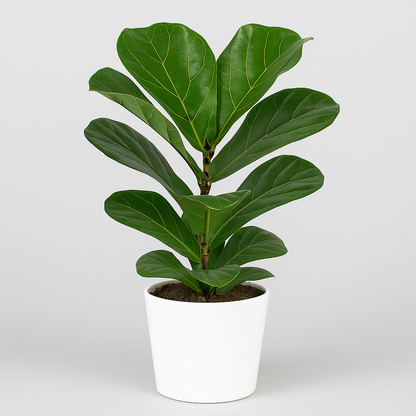 Fiddle Leaf Fig –  My Flower Market, Santa Ana CA