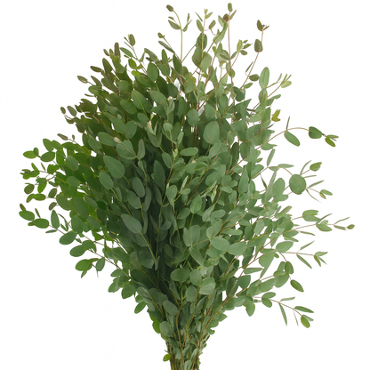 Gunni Eucalyptus –  My Flower Market, Santa Ana CA