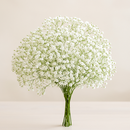 Gypsophila –  My Flower Market, Santa Ana CA