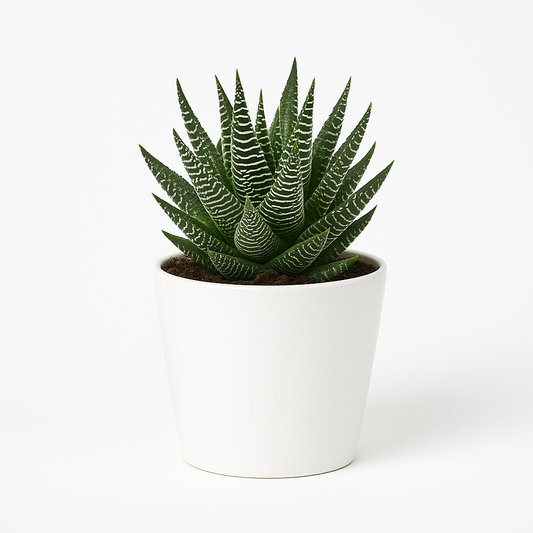 Haworthia