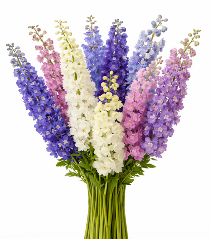 Hybrid Delphinium –  My Flower Market, Santa Ana CA