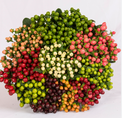 Hypericum Berries –  My Flower Market, Santa Ana CA