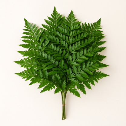 Leatherleaf Fern –  My Flower Market, Santa Ana CA